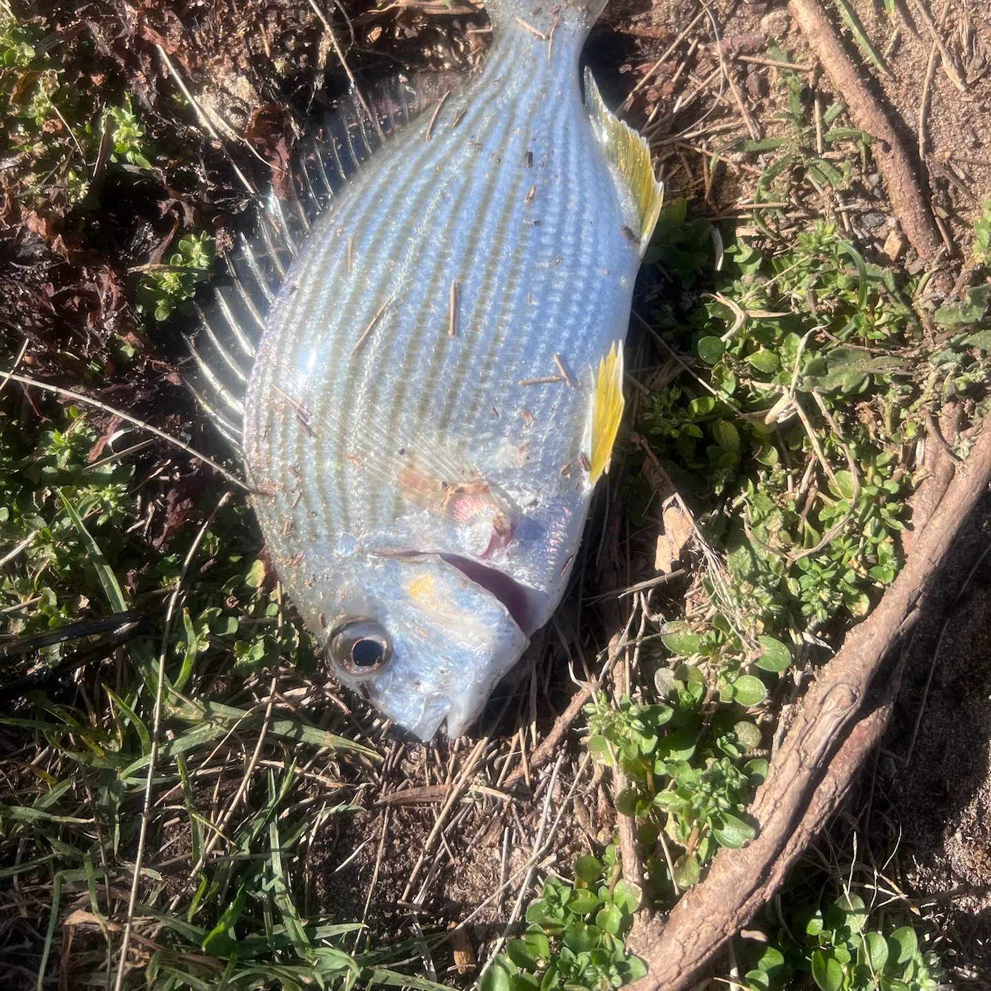 Surf bream caught on Fishbrain