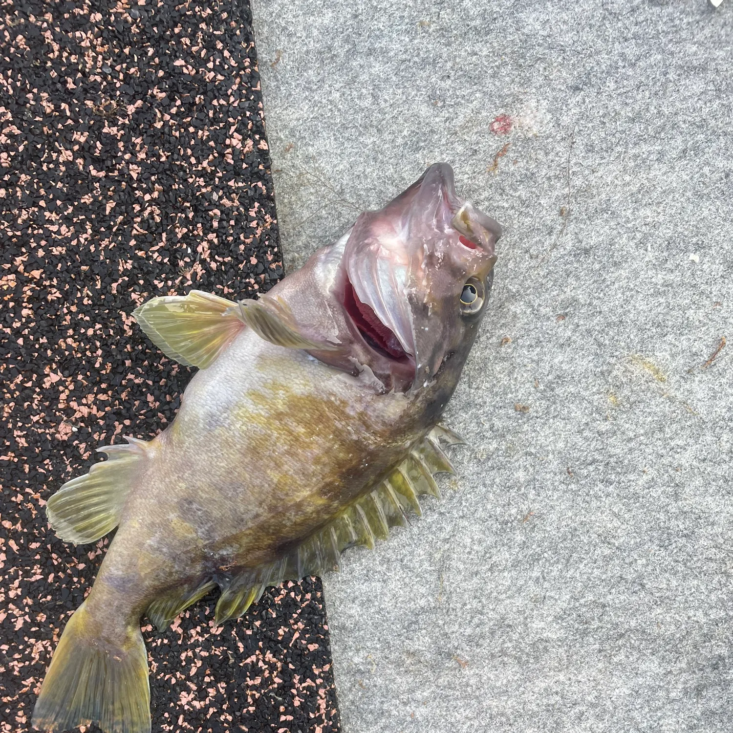 The most recent Gray rockfish catches on Fishbrain