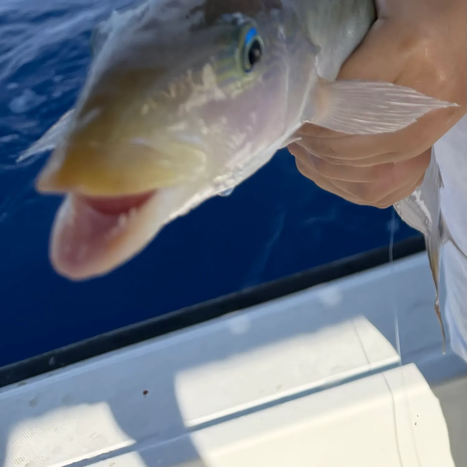 The most recent Sand tilefish catches on Fishbrain