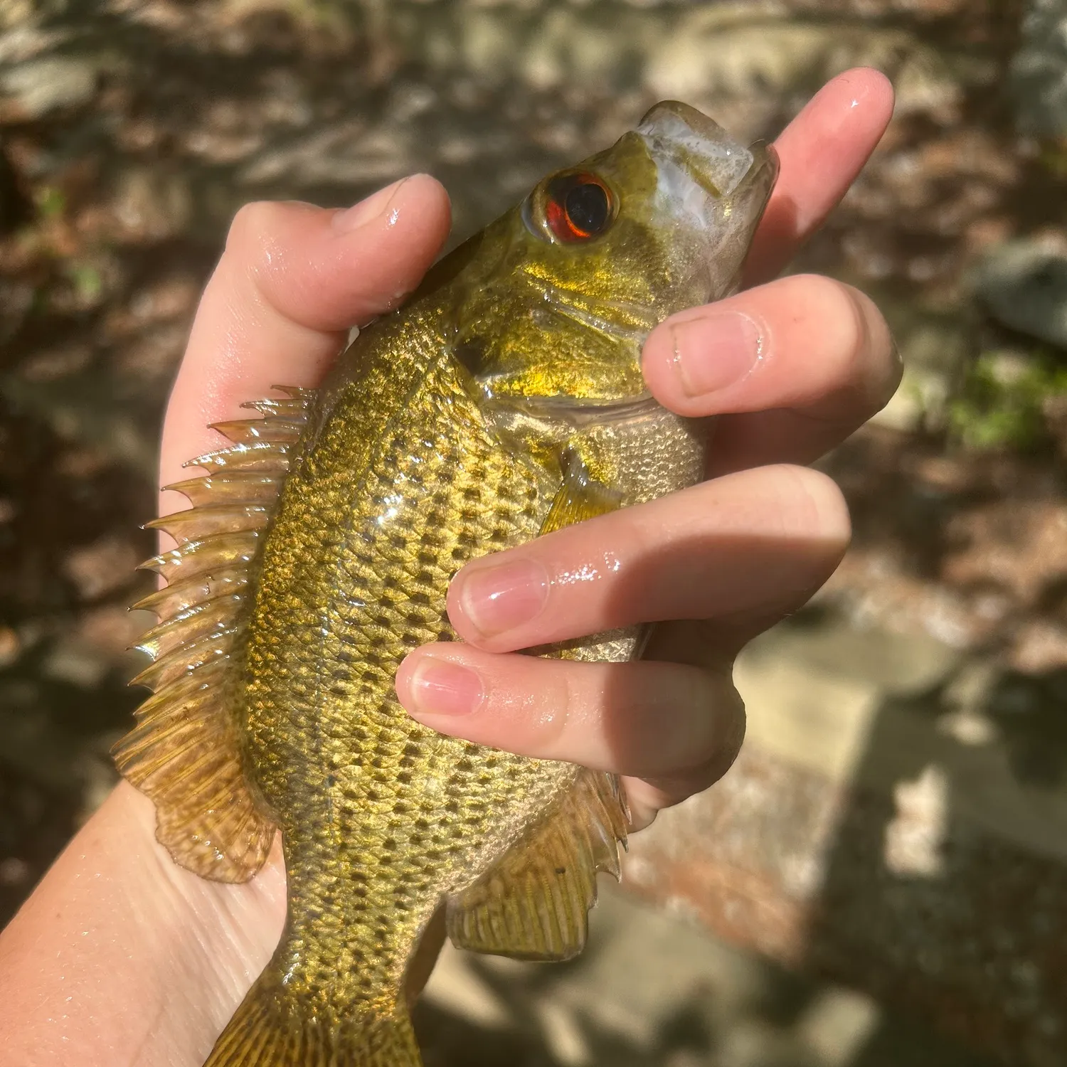 Rock bass caught on Fishbrain