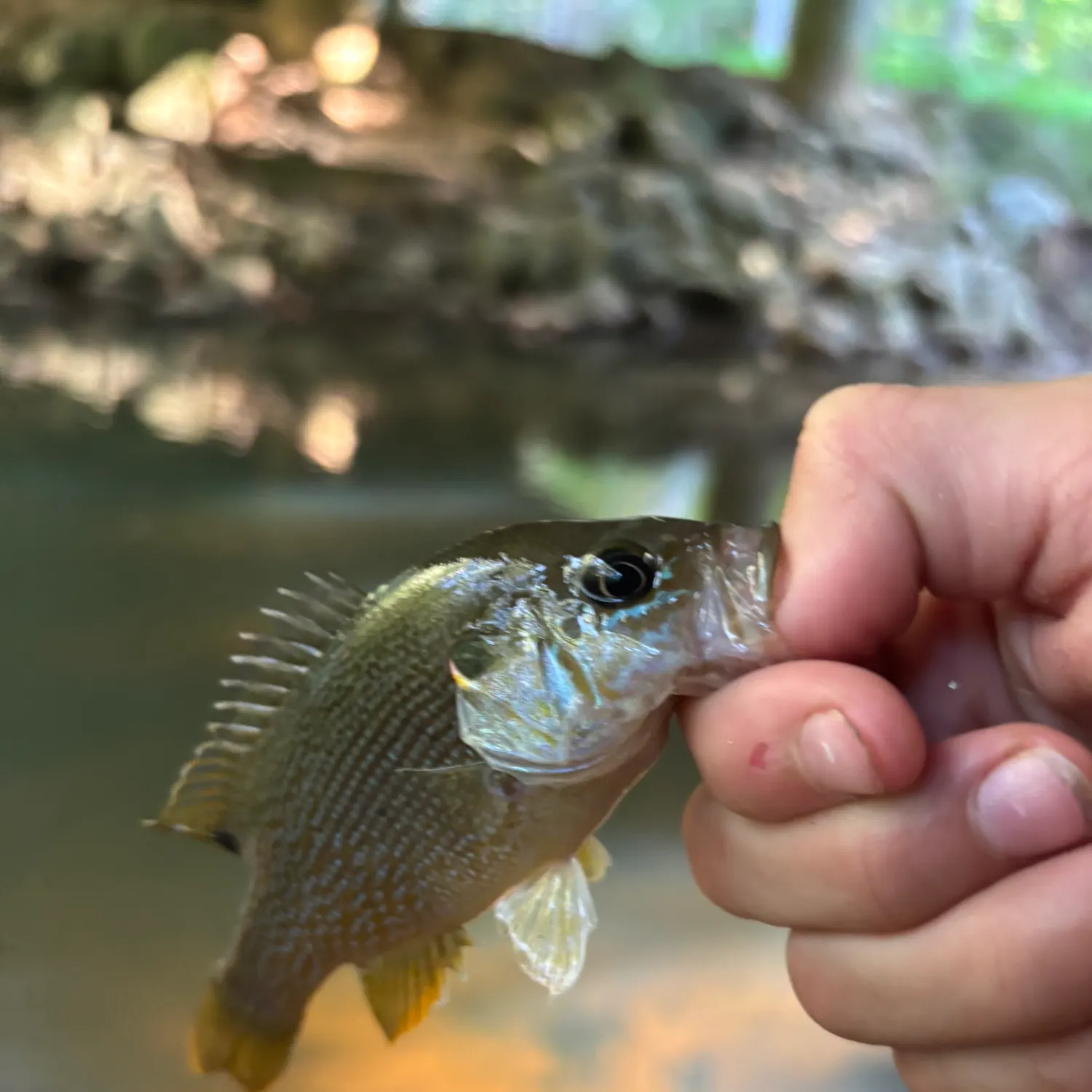 Green sunfish caught on Fishbrain