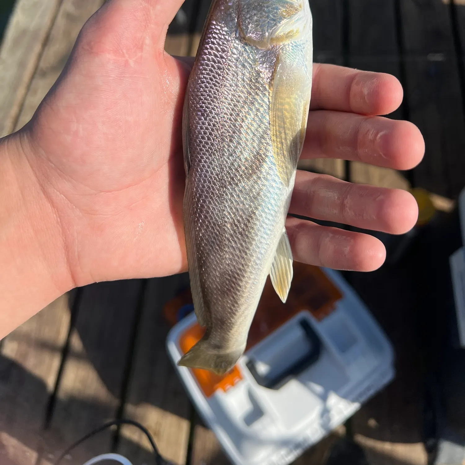 Southern kingcroaker caught on Fishbrain