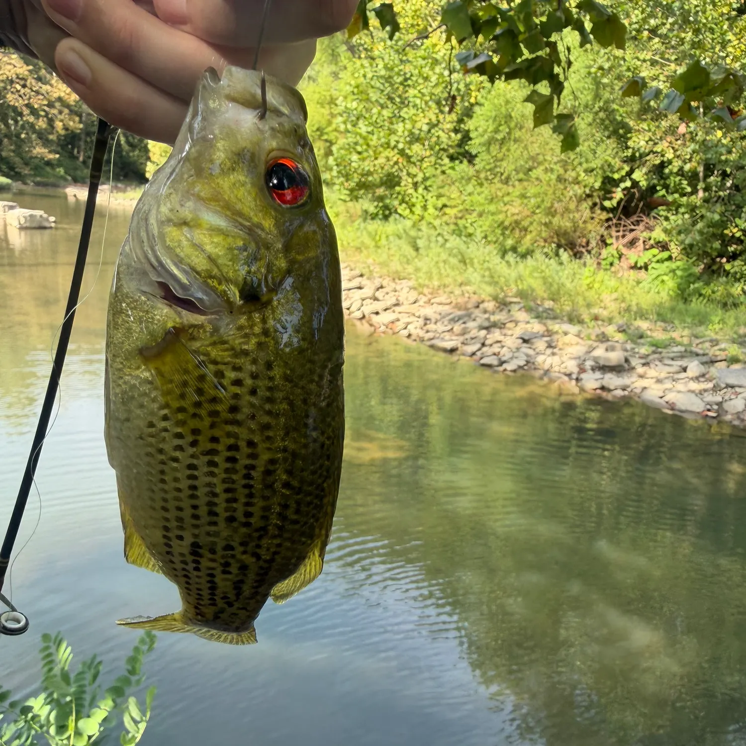 Rock bass caught on Fishbrain