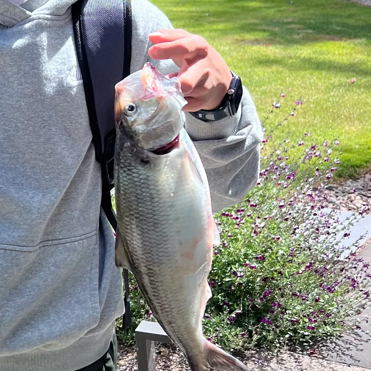 The most recent American shad catches on Fishbrain