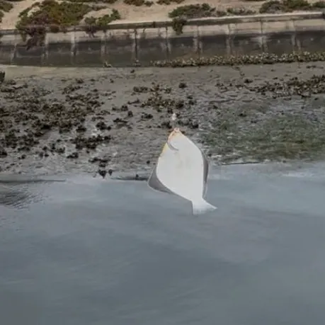 The most recent Diamond turbot catches on Fishbrain