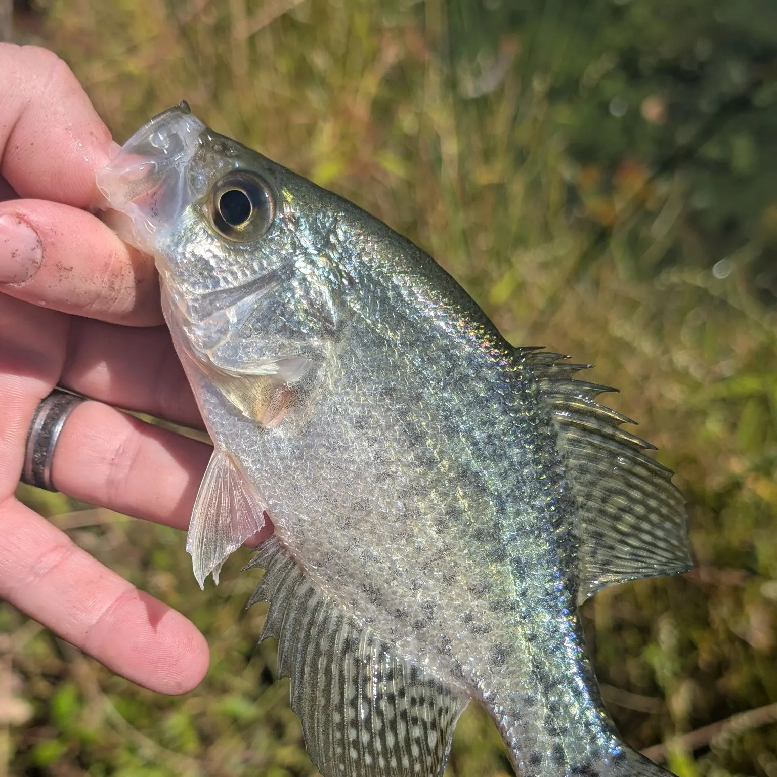 Black crappie caught on Fishbrain