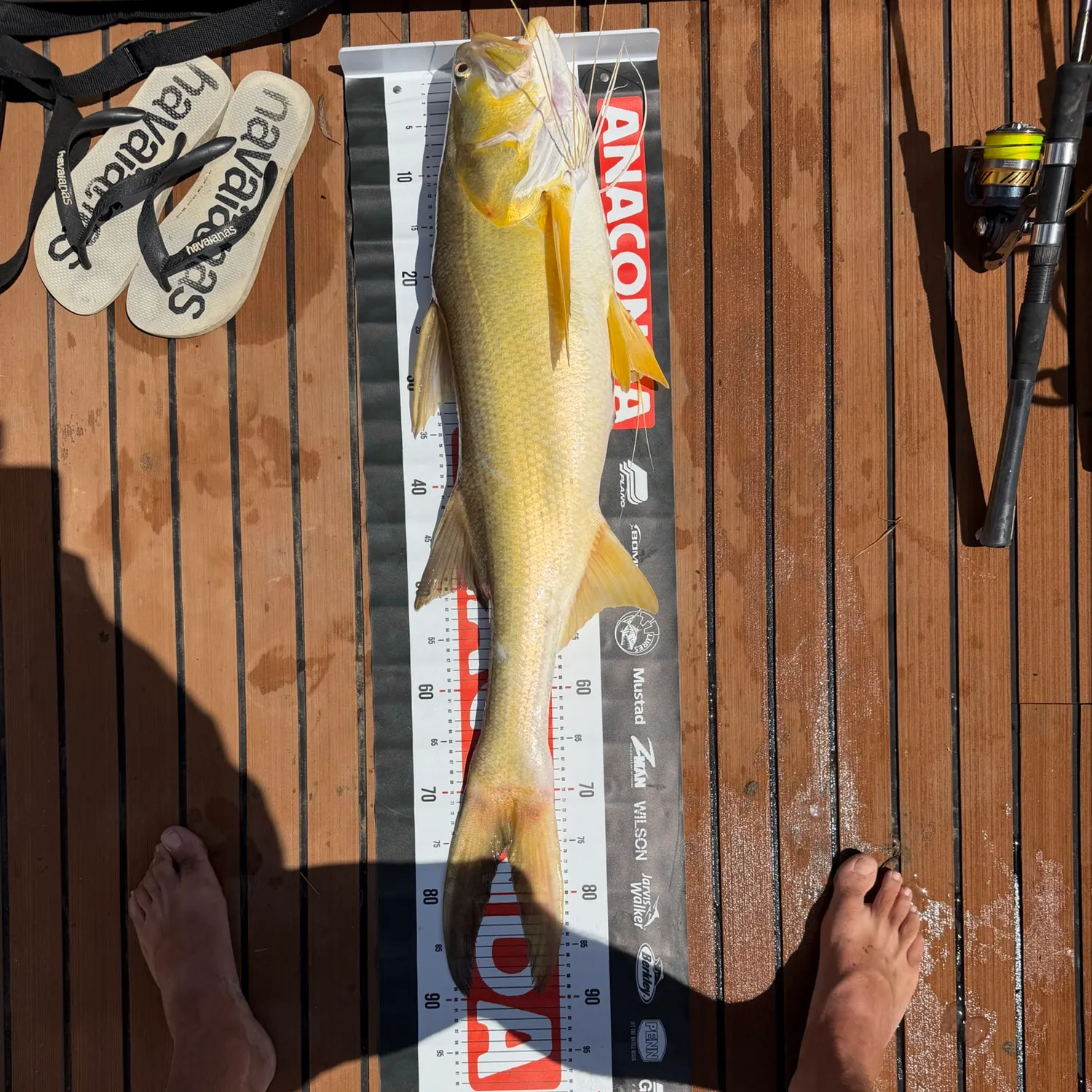 King threadfin caught on Fishbrain
