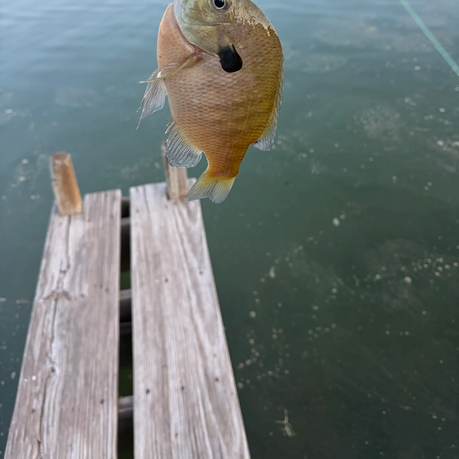 Bluegill caught on Fishbrain