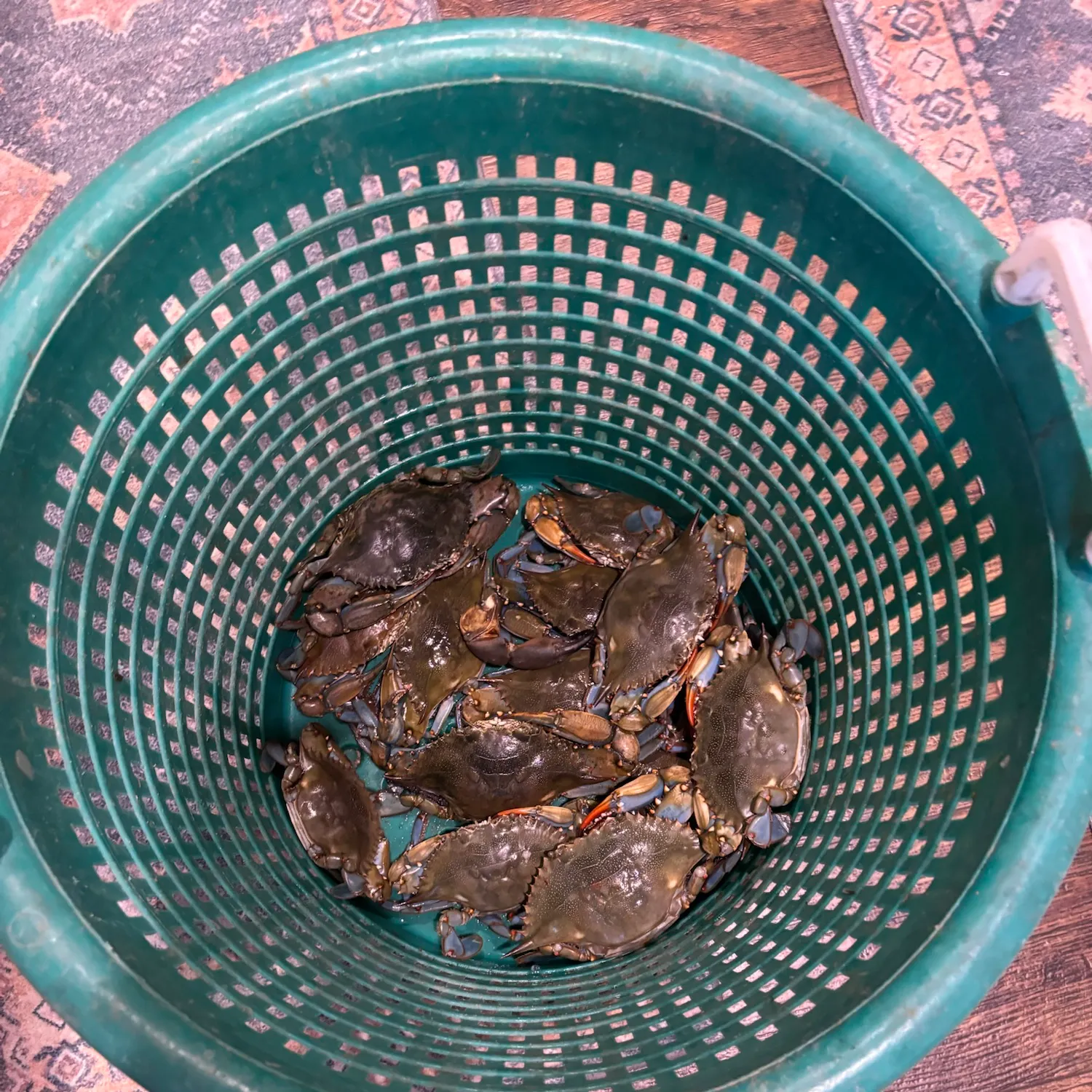 Blue crab caught on Fishbrain