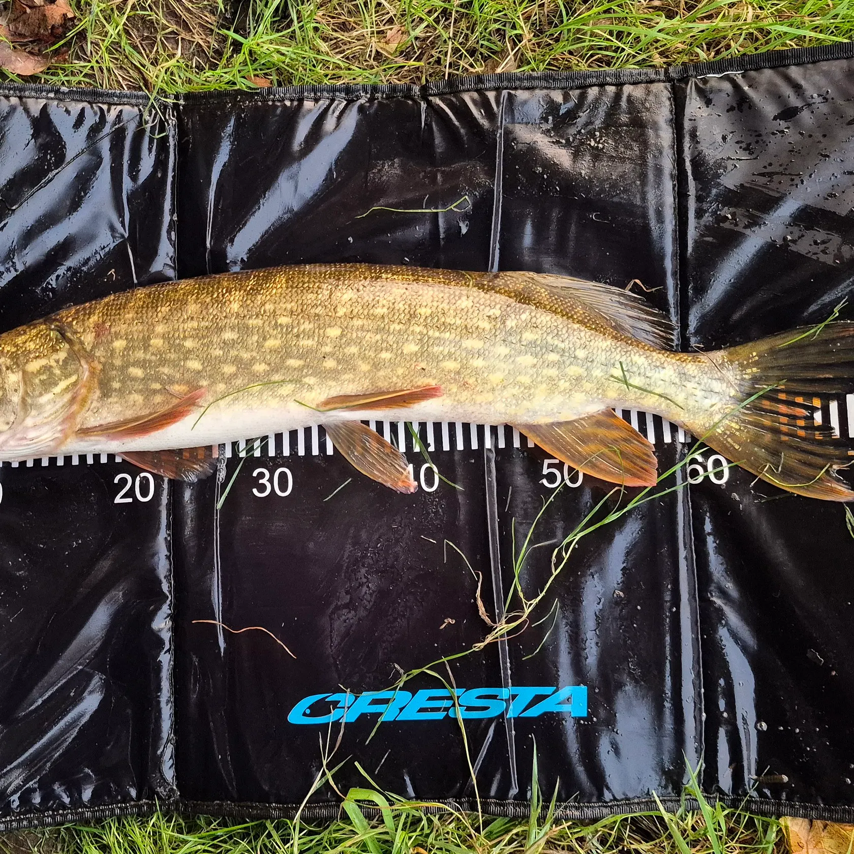 Northern pike caught on Fishbrain