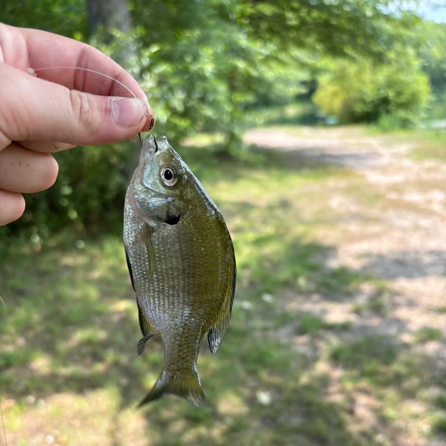 Bluegill caught on Fishbrain
