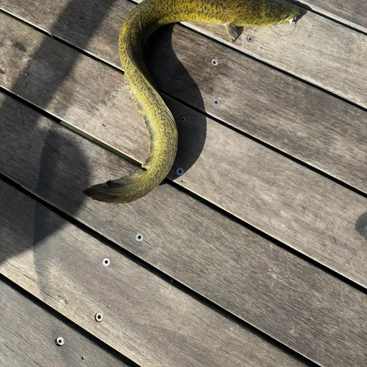 The most recent Speckled longfin eel catches on Fishbrain