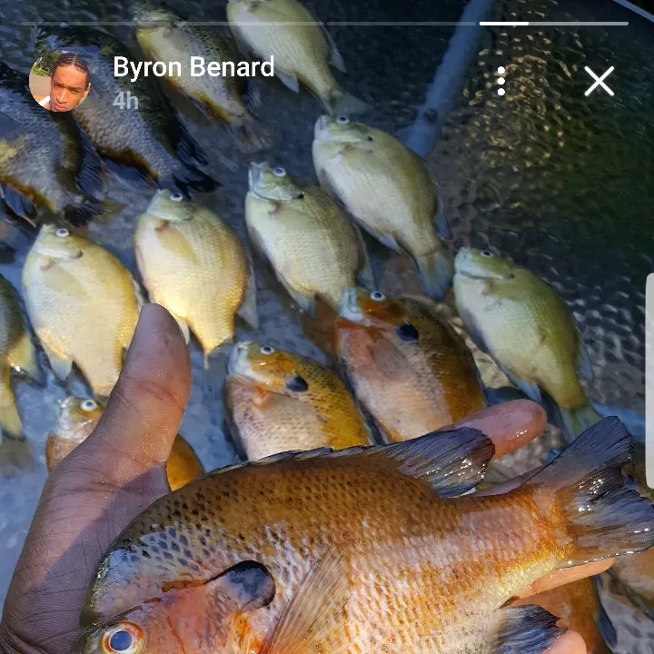 angler catch