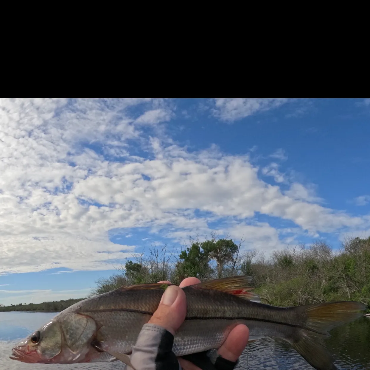 Common snook caught on Fishbrain
