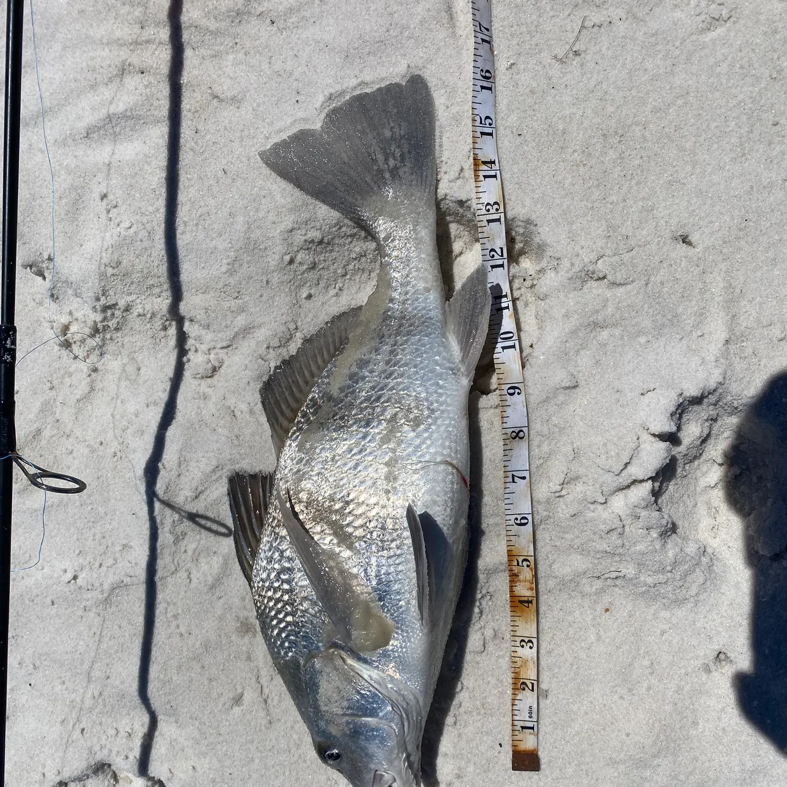 The most recent Black drum catches on Fishbrain