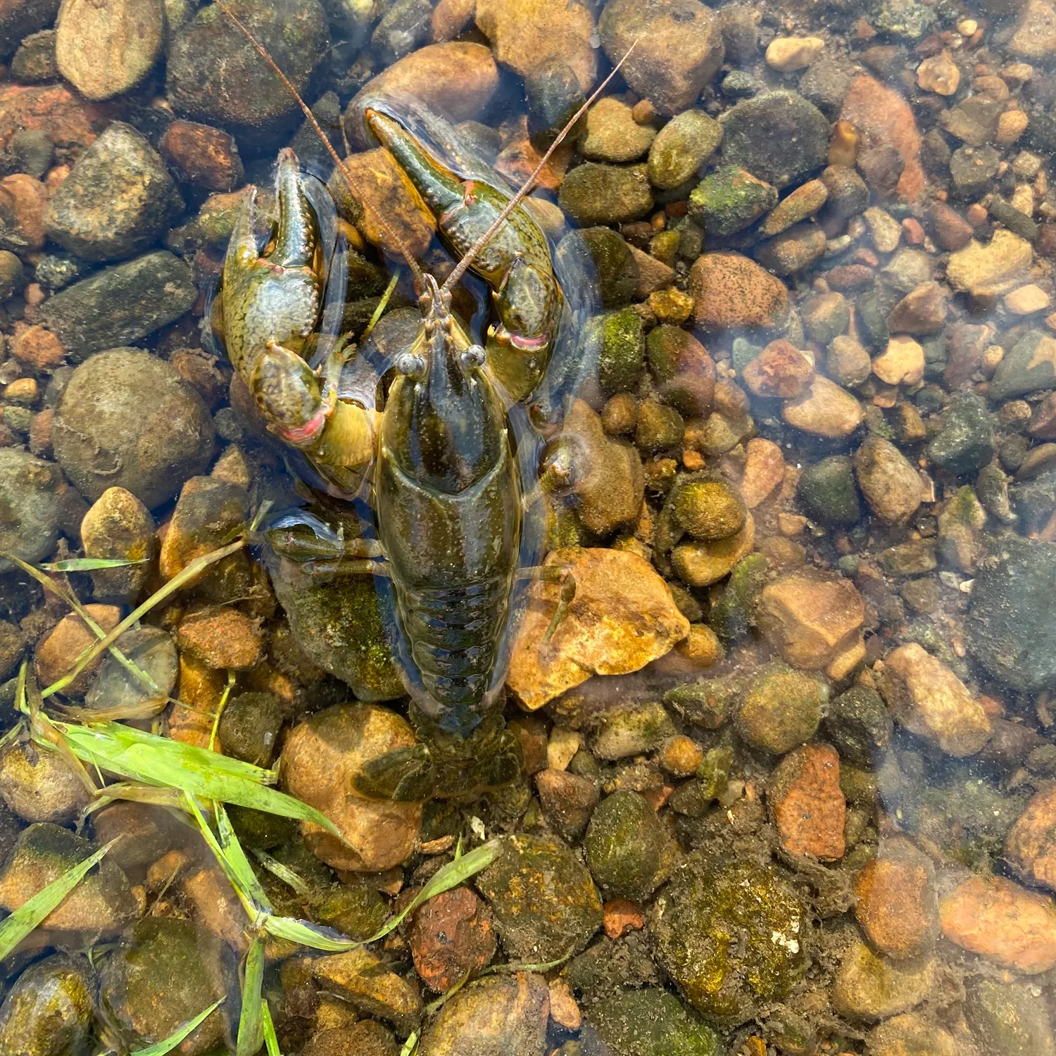 The most recent Signal crayfish catches on Fishbrain