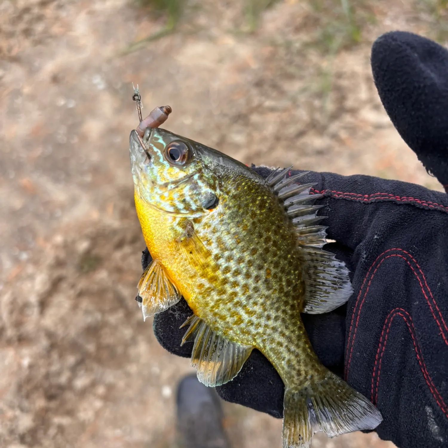 Pumpkinseed caught on Fishbrain