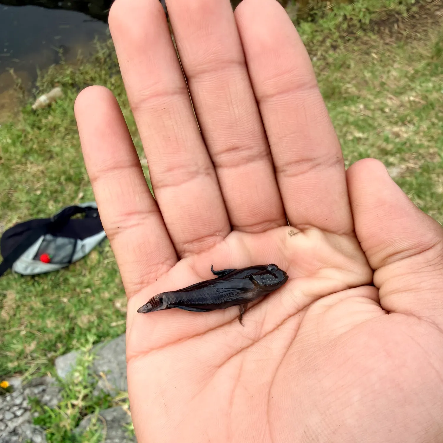The most recent Bigmouth goby catches on Fishbrain