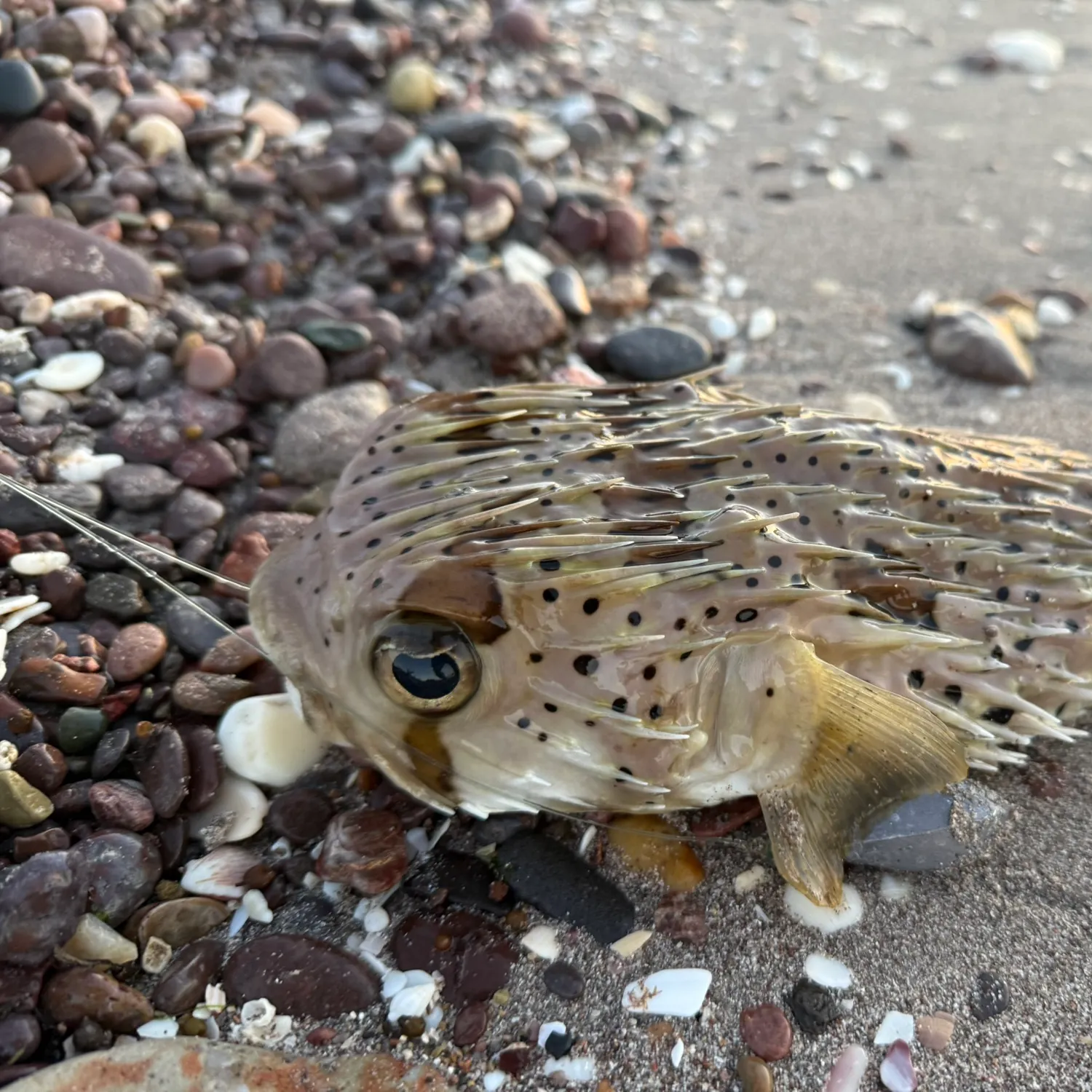The most recent Longspined porcupinefish catches on Fishbrain