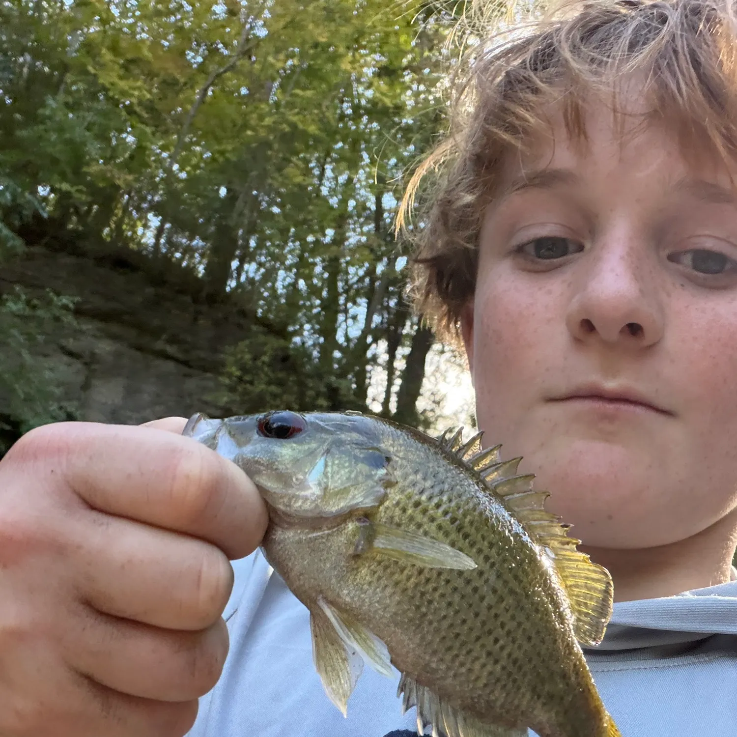 Rock bass caught on Fishbrain