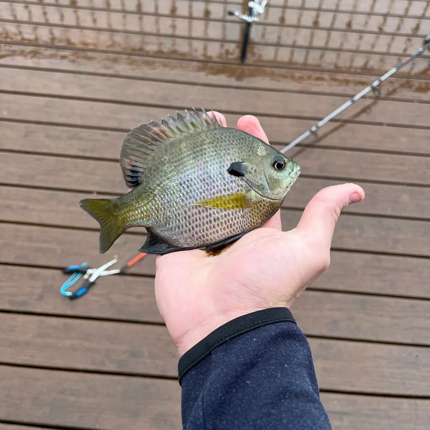 Bluegill caught on Fishbrain