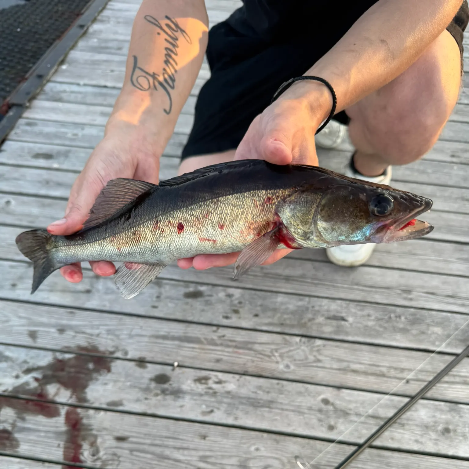 recently logged catches