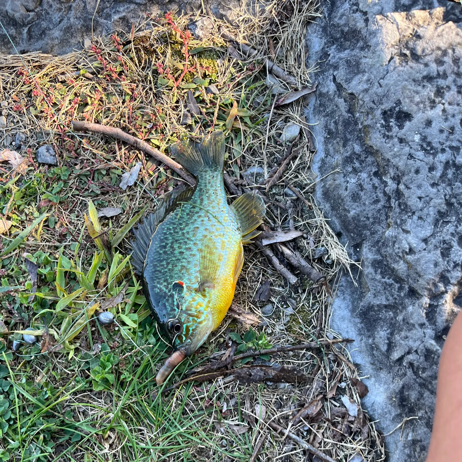 Pumpkinseed caught on Fishbrain
