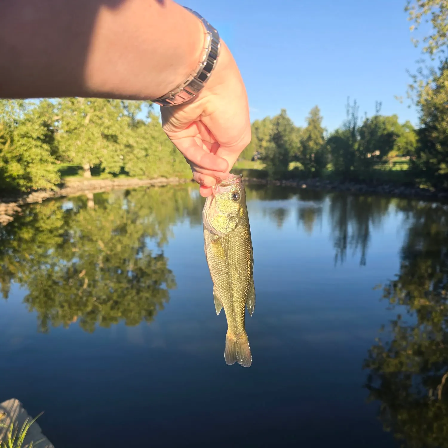 Largemouth bass caught on Fishbrain