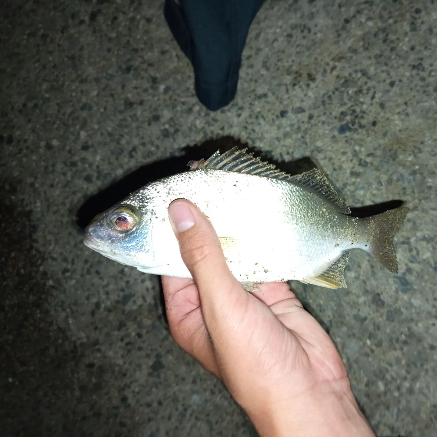 The most recent Pacific jack mackerel catches on Fishbrain