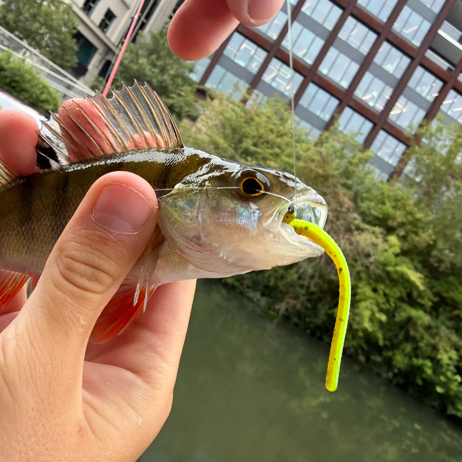 European perch caught on Fishbrain