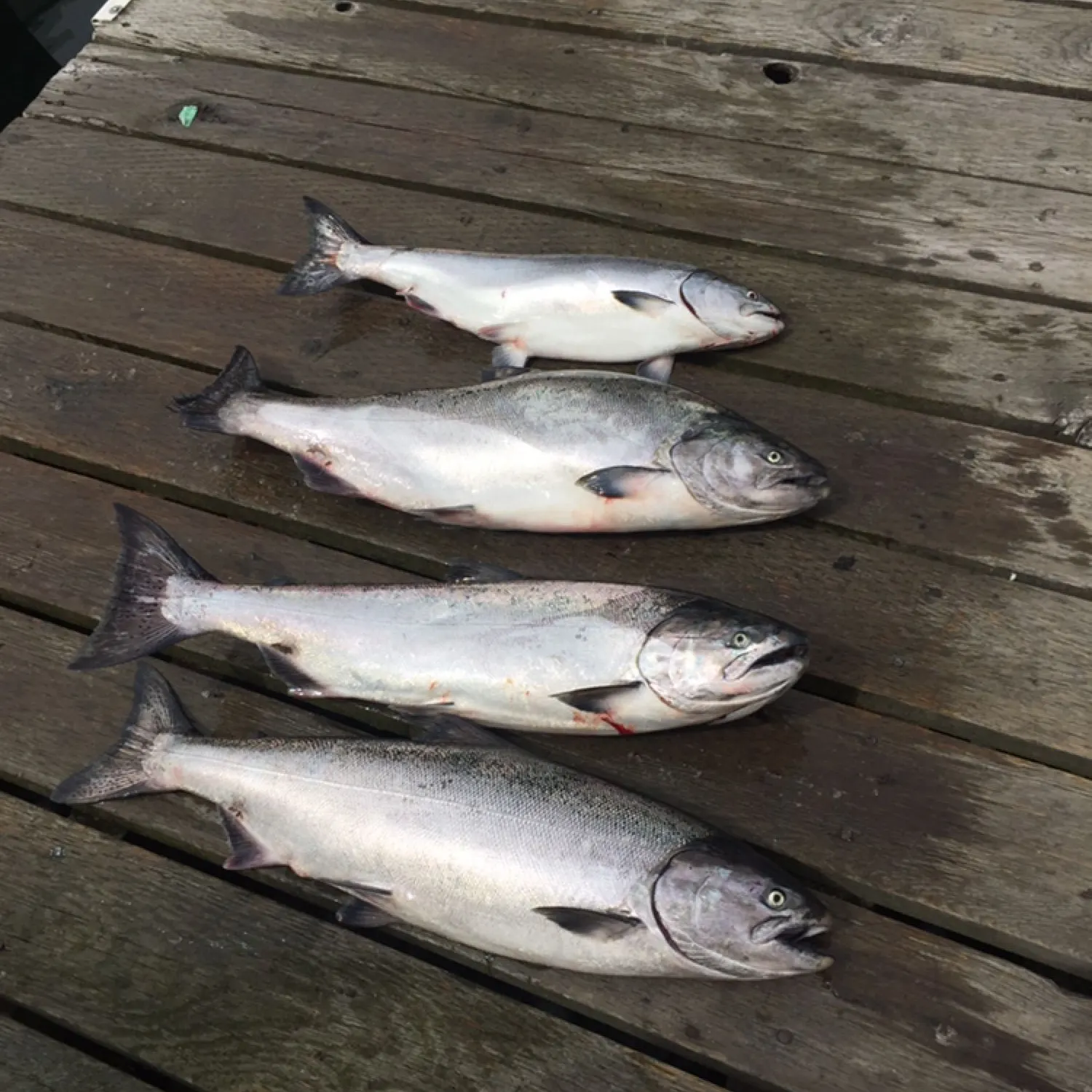 recently logged catches