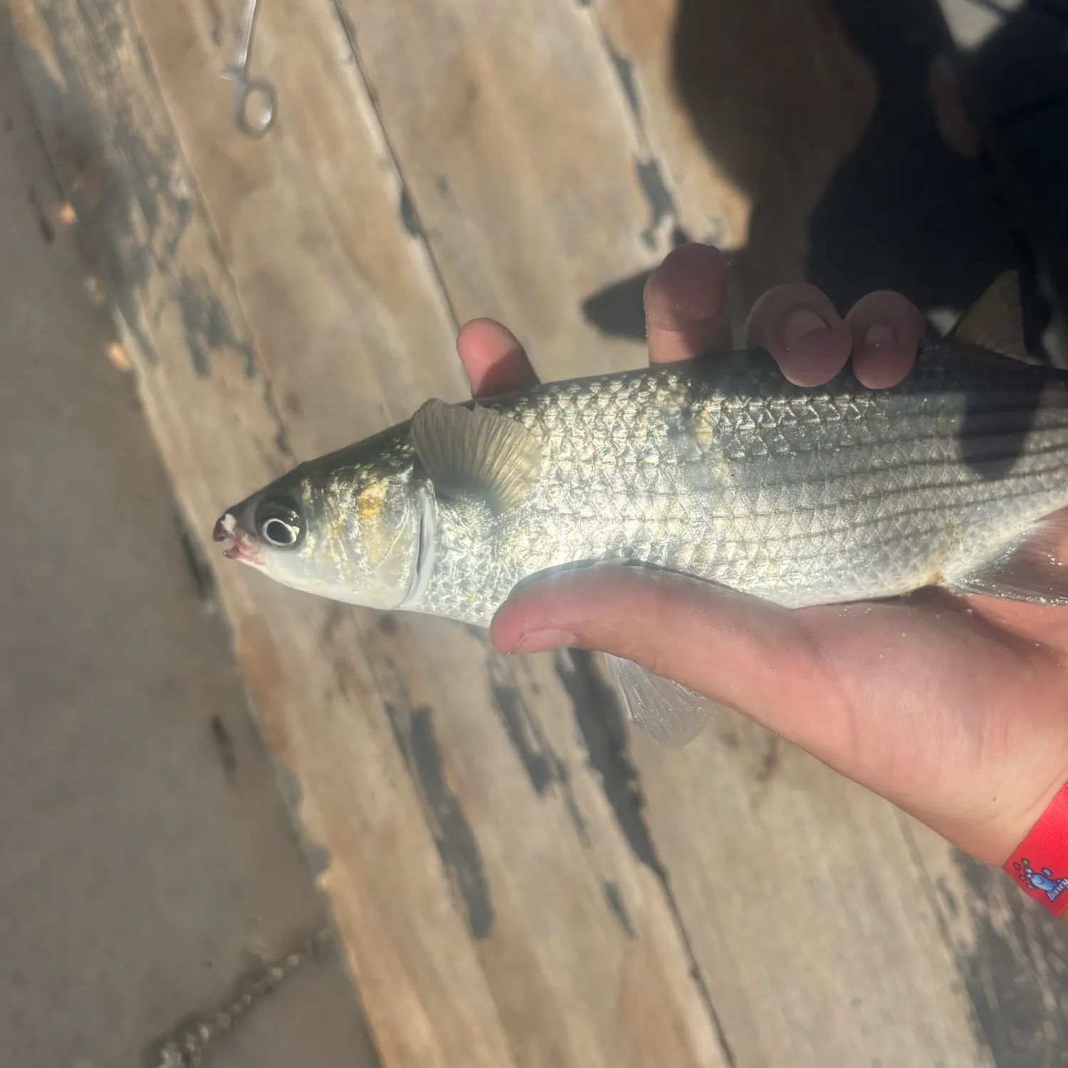Fish caught on Fishbrain