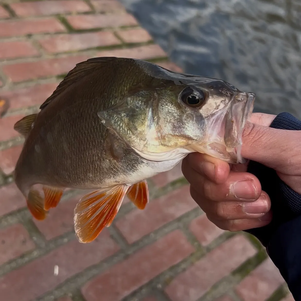 European perch caught on Fishbrain