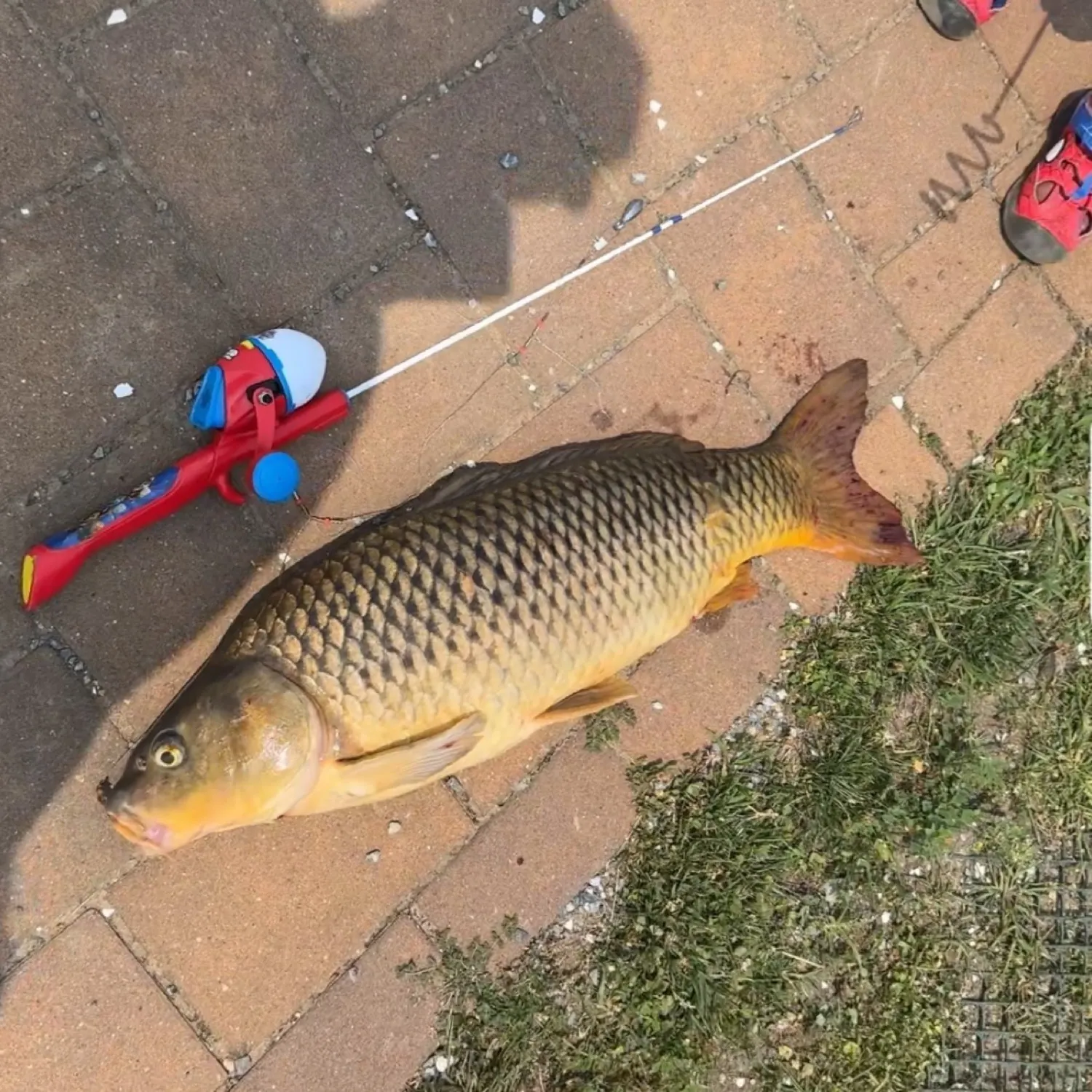 Common carp caught on Fishbrain