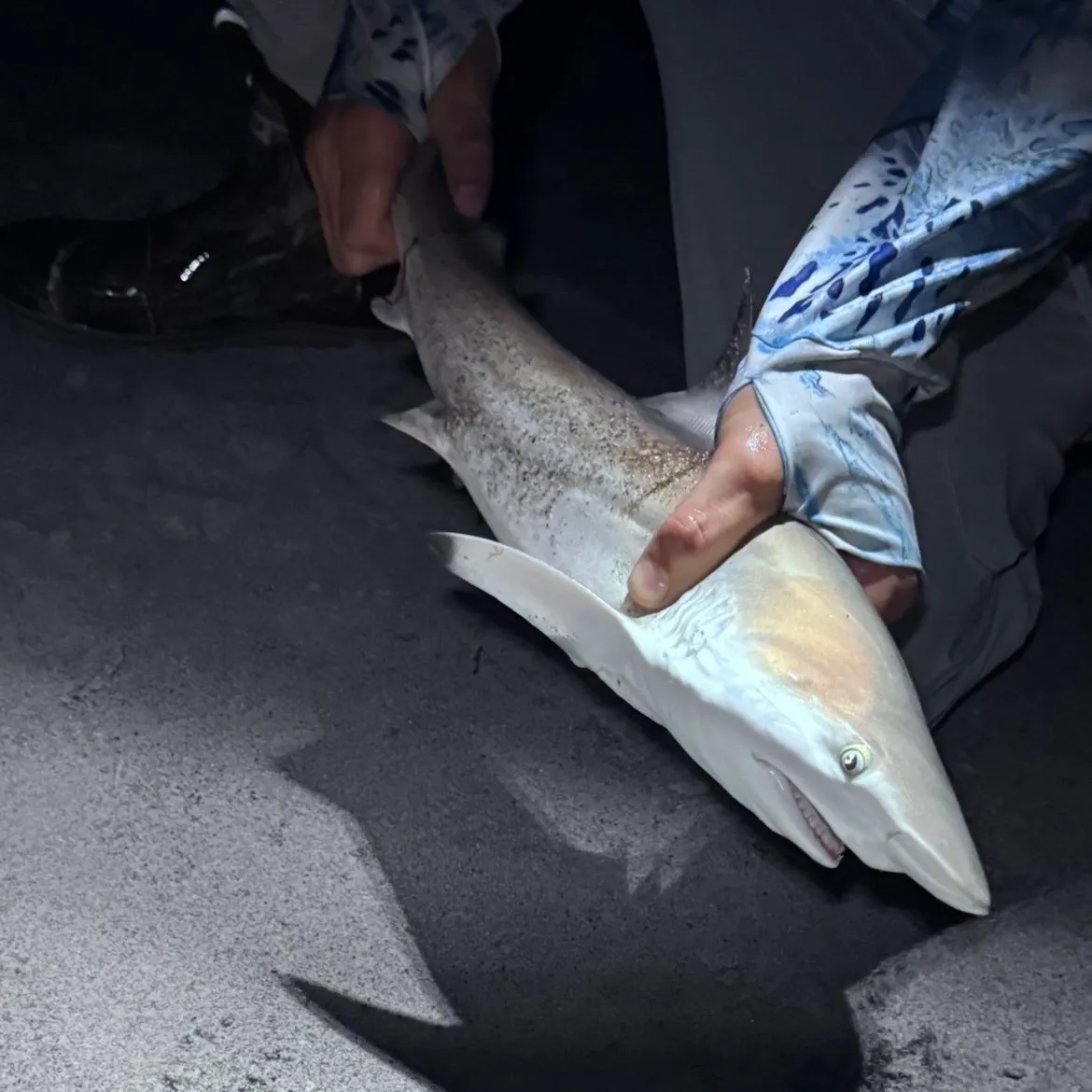 Blacktip shark caught on Fishbrain