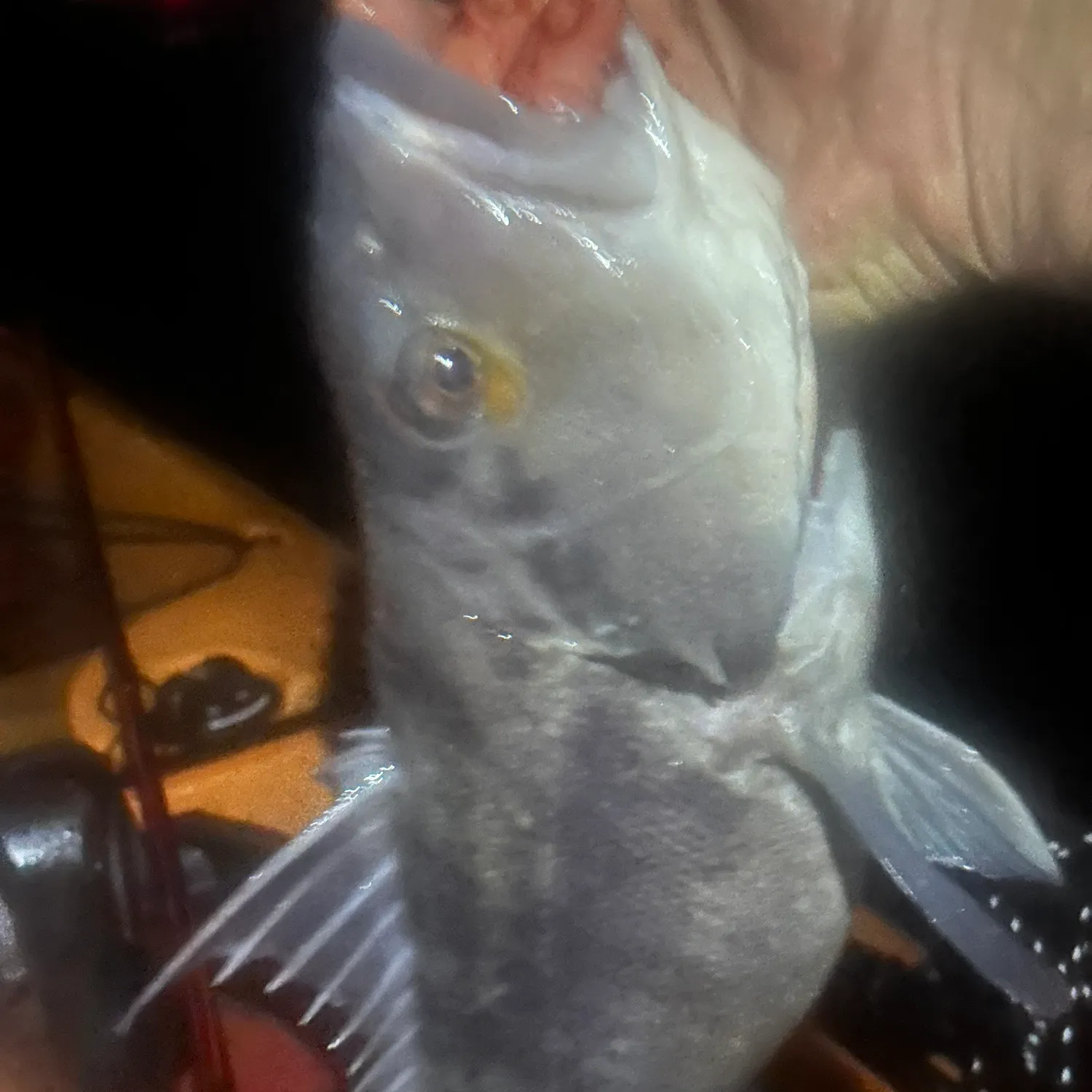 Barred sand bass caught on Fishbrain