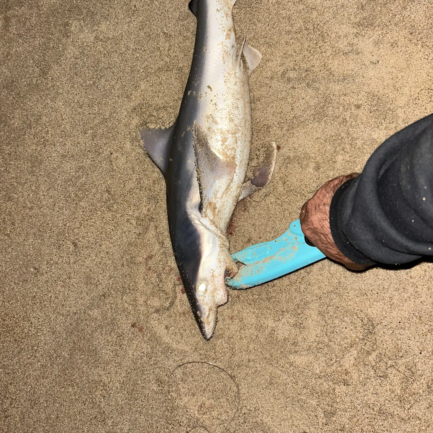The most recent Dusky shark catches on Fishbrain