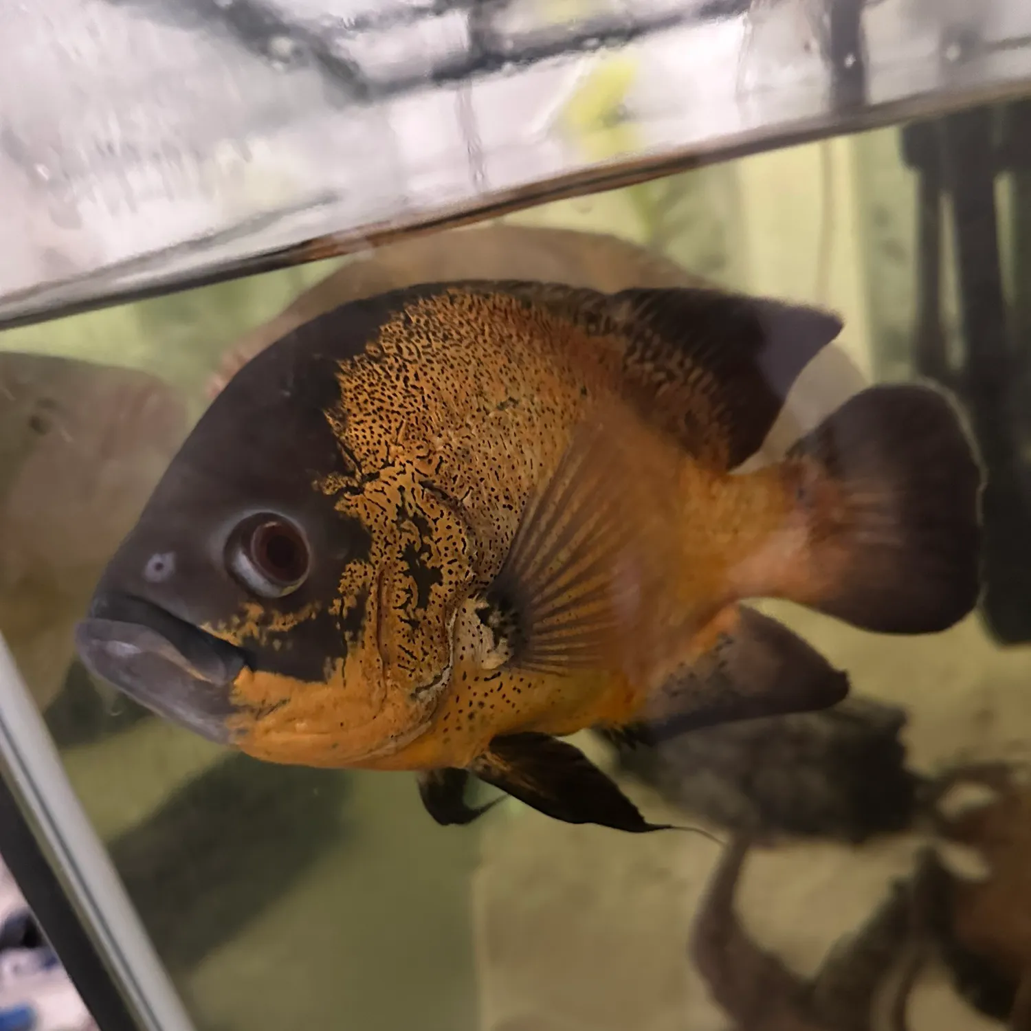 The most recent Oscar catches on Fishbrain