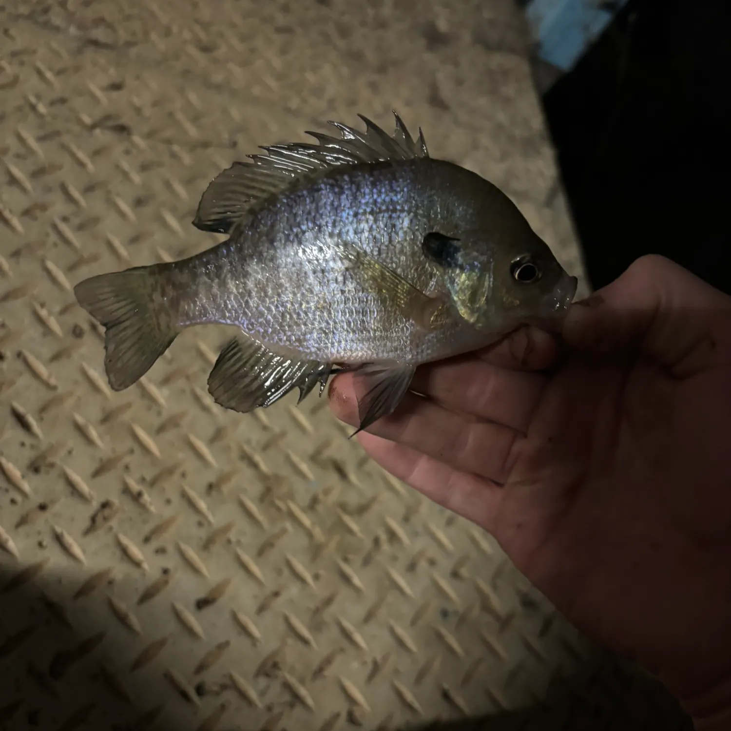 Bluegill caught on Fishbrain