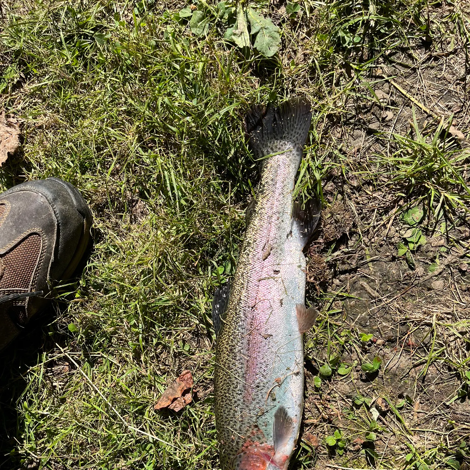 Rainbow trout caught on Fishbrain