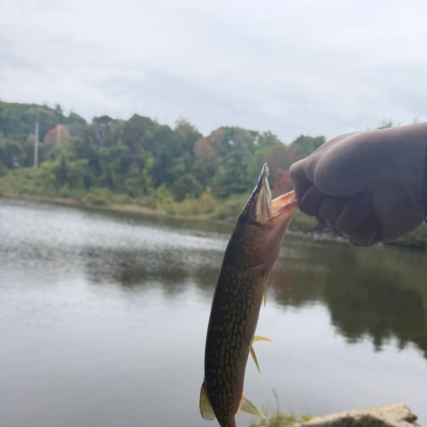Chain pickerel caught on Fishbrain