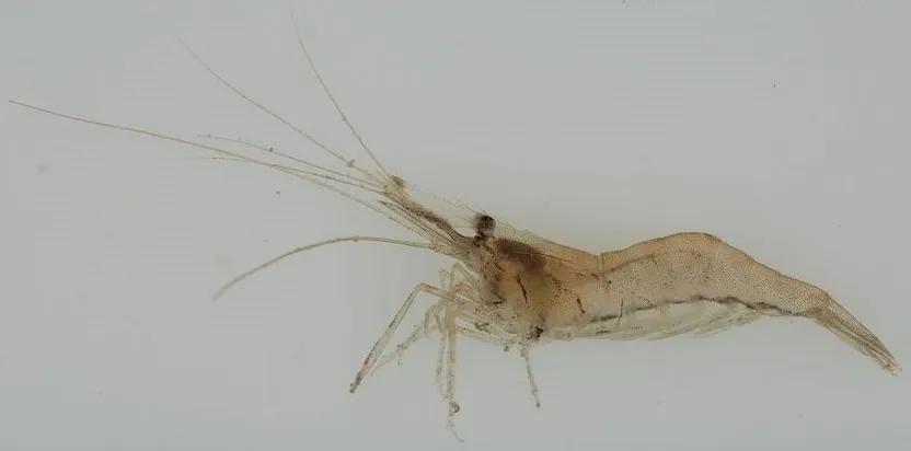 Grass Shrimp
