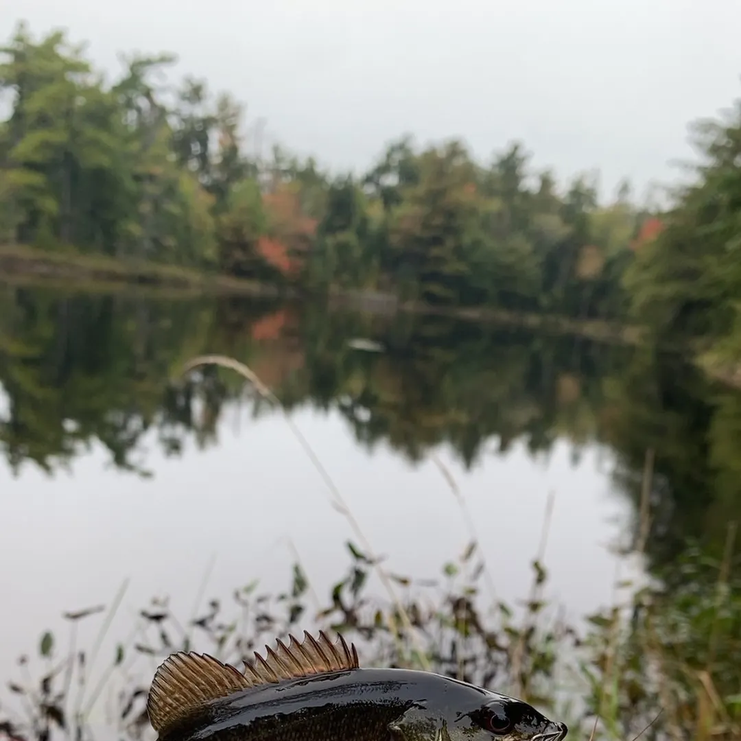 Smallmouth bass caught on Fishbrain