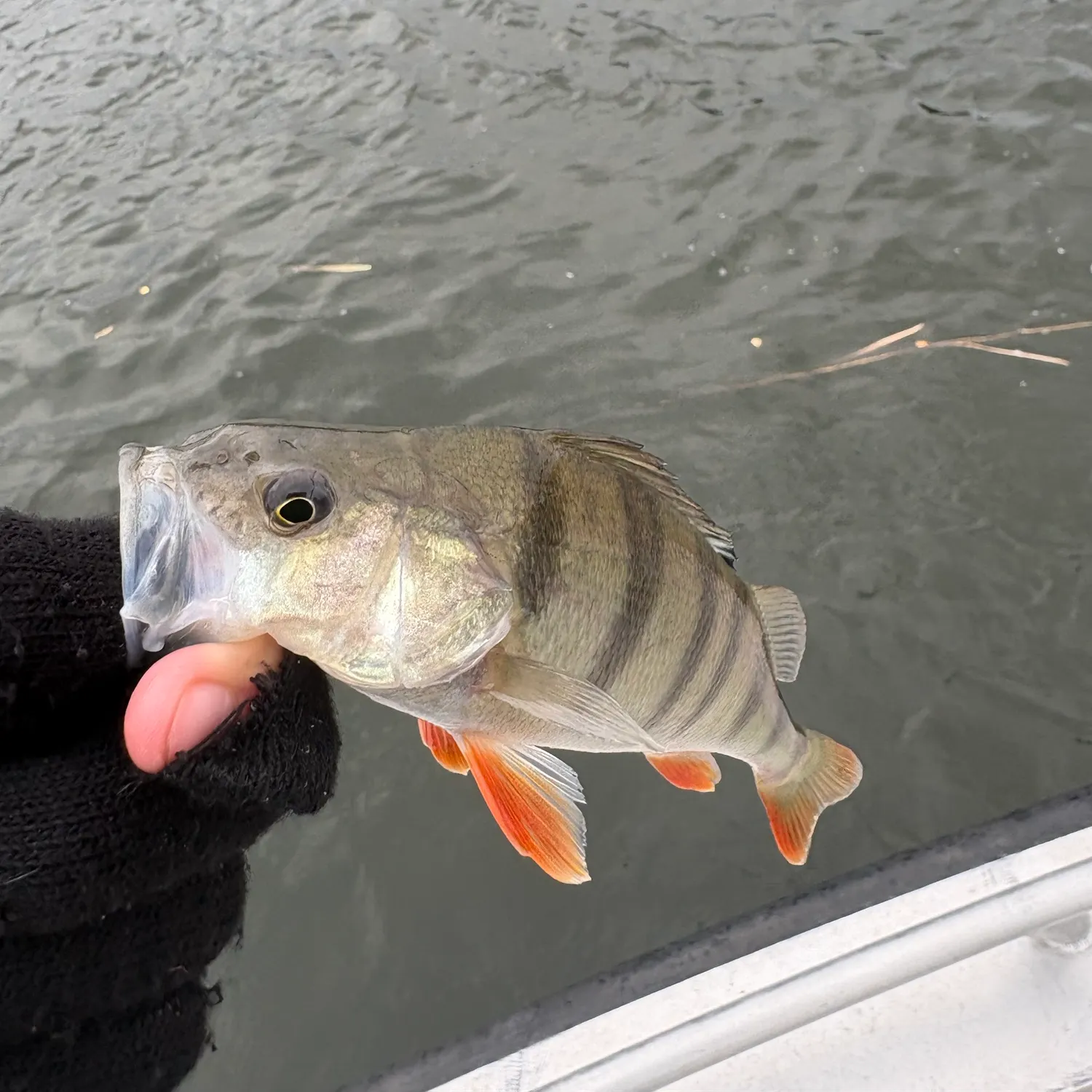 European perch caught on Fishbrain