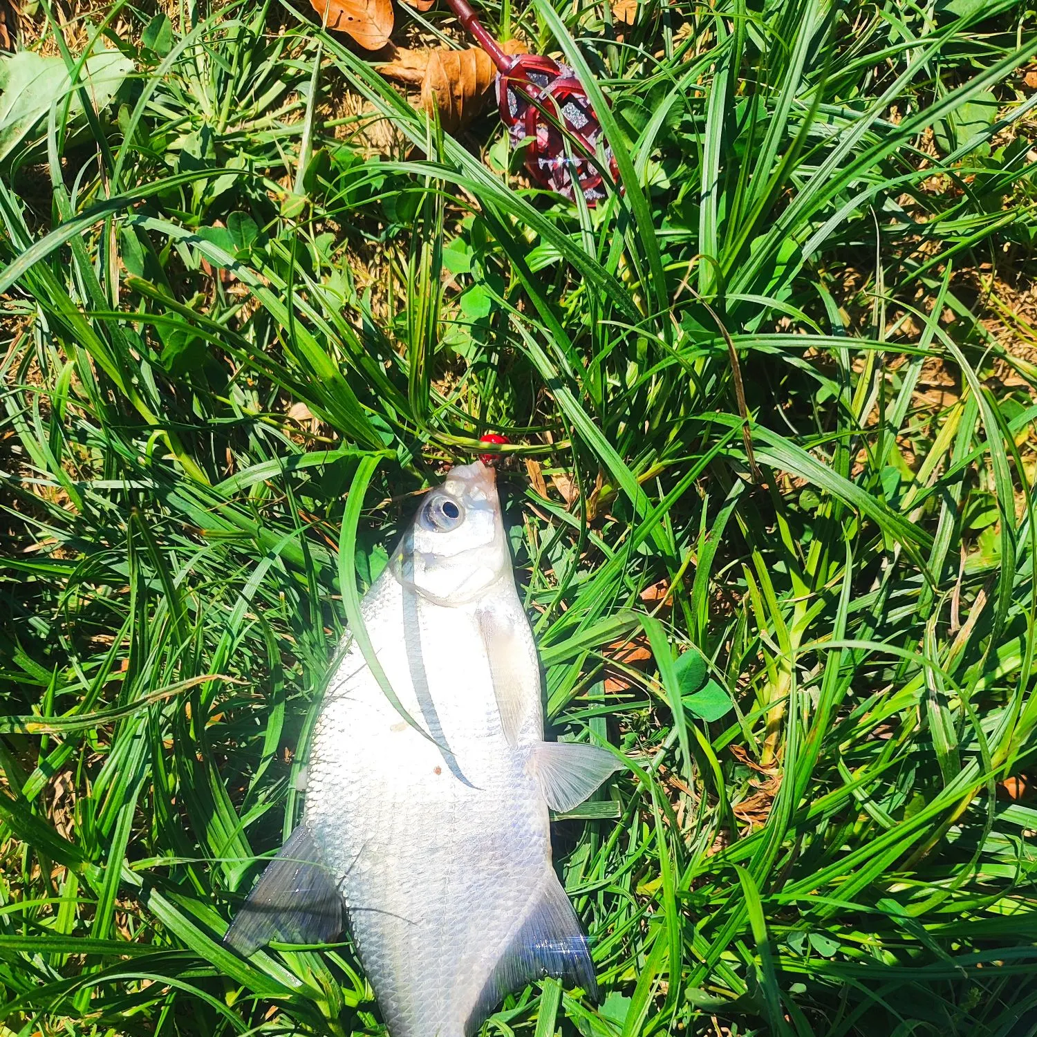 The most recent White bream catches on Fishbrain
