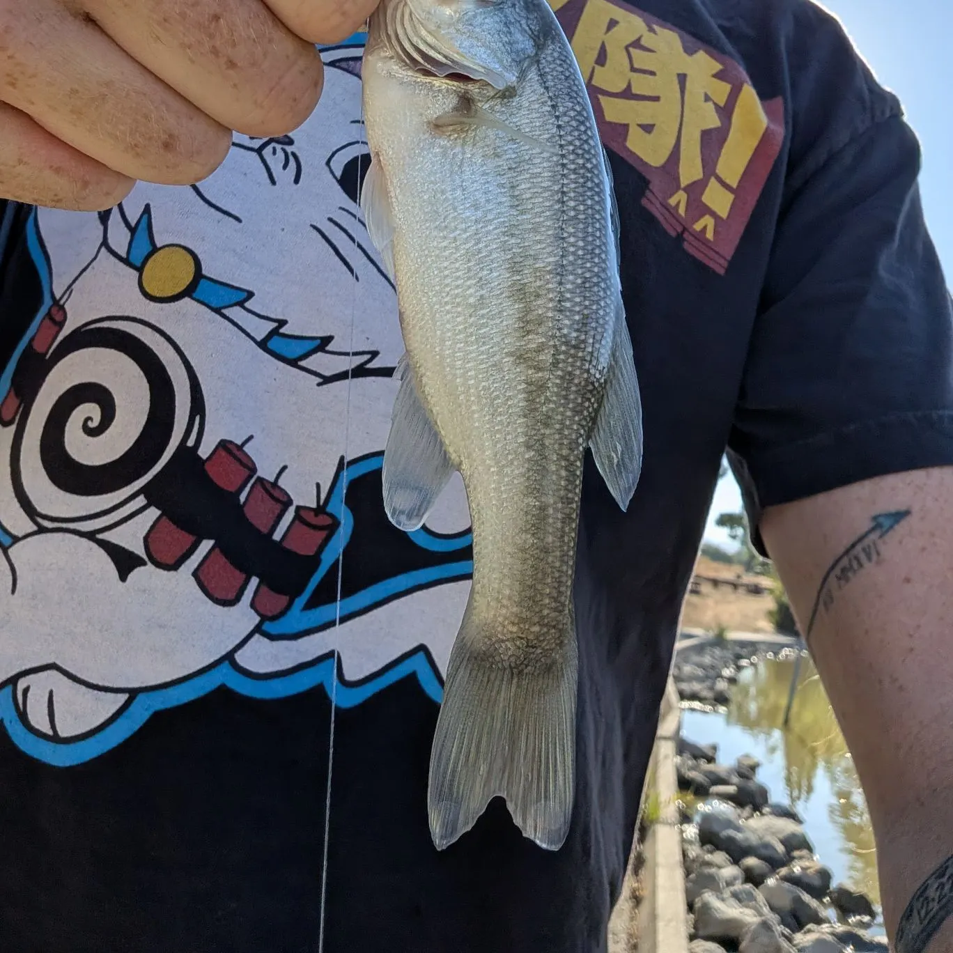Largemouth bass caught on Fishbrain