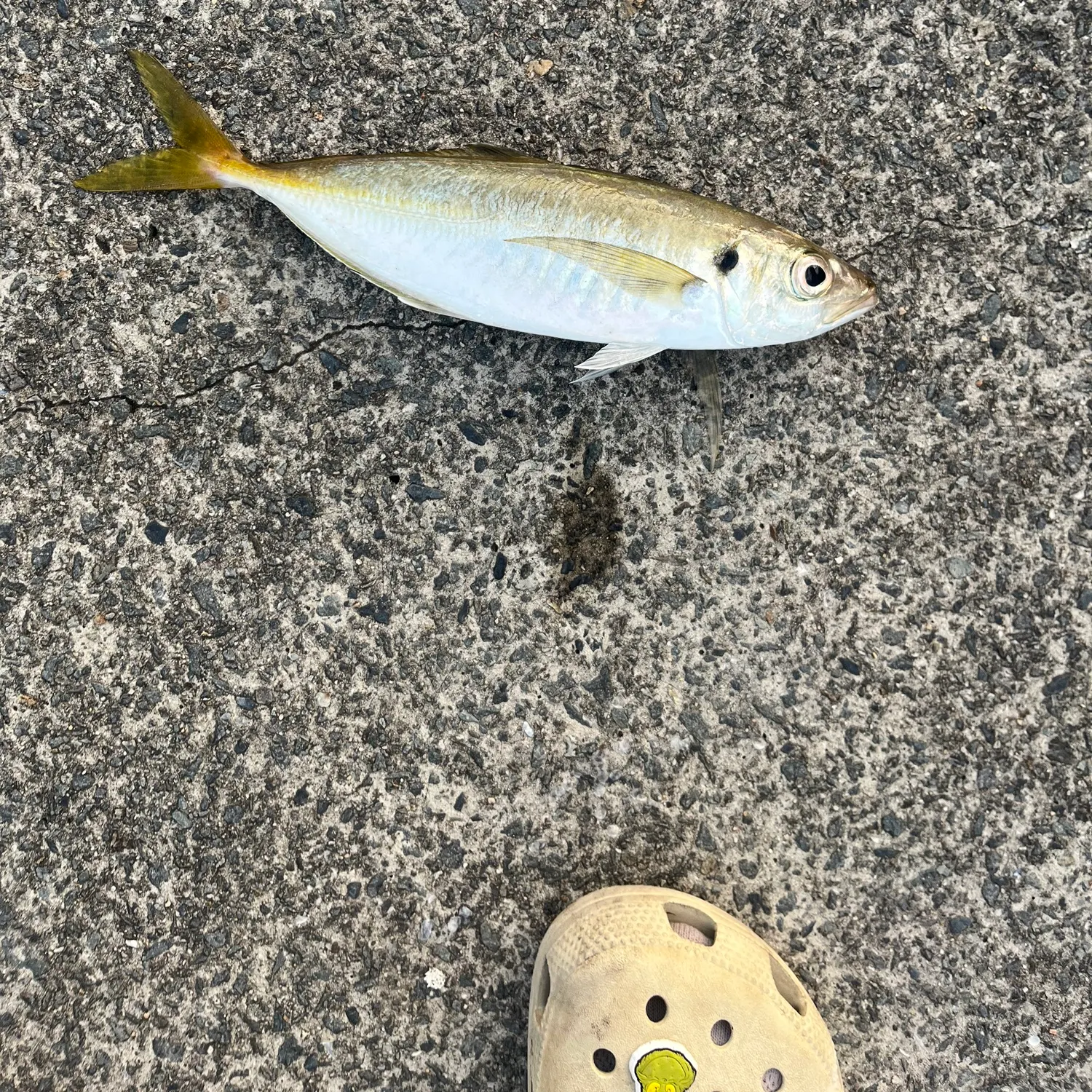 The most recent Yellowtail scad catches on Fishbrain