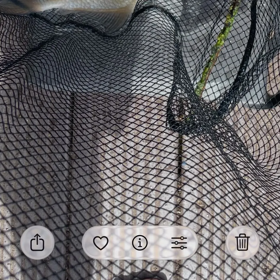 Common bream caught on Fishbrain