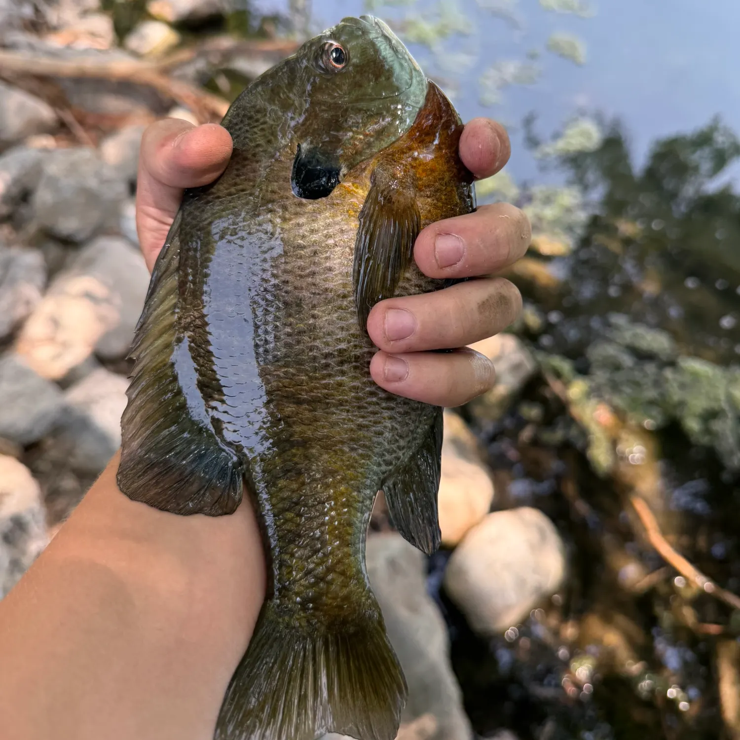 catch
