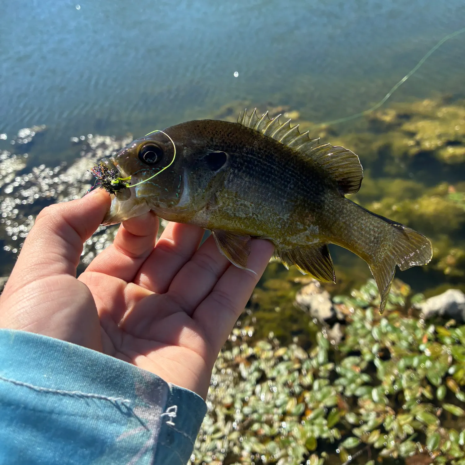 Green sunfish caught on Fishbrain